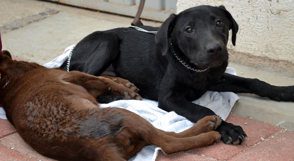 esterilizacion1