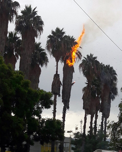 incendio palmera
