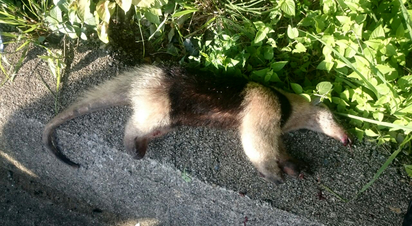 oso hormiguero