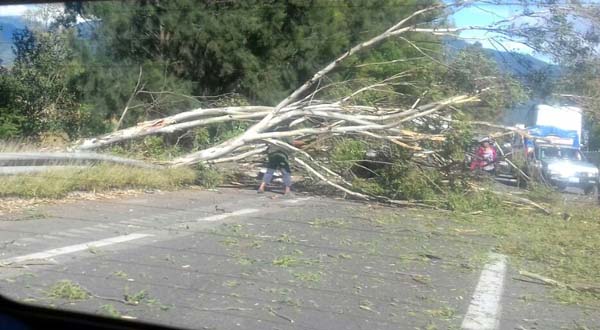 arbol-carretera